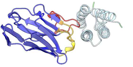 AlphaFold3 model of an anti-BRIL nanobody (blue, CDR loops highlighted) bound to the BRIL apocytochrome b562RIL helical bundle (light blue)