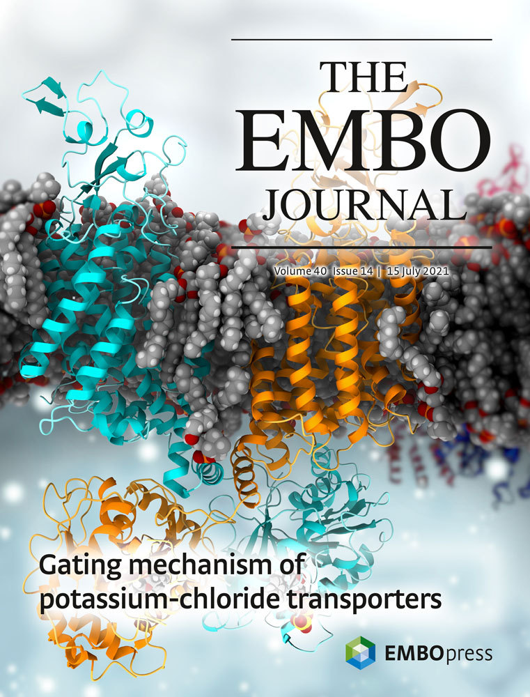 The EMBO Journal cover, July 2021 — Gating mechanism of potassium-chloride transporters