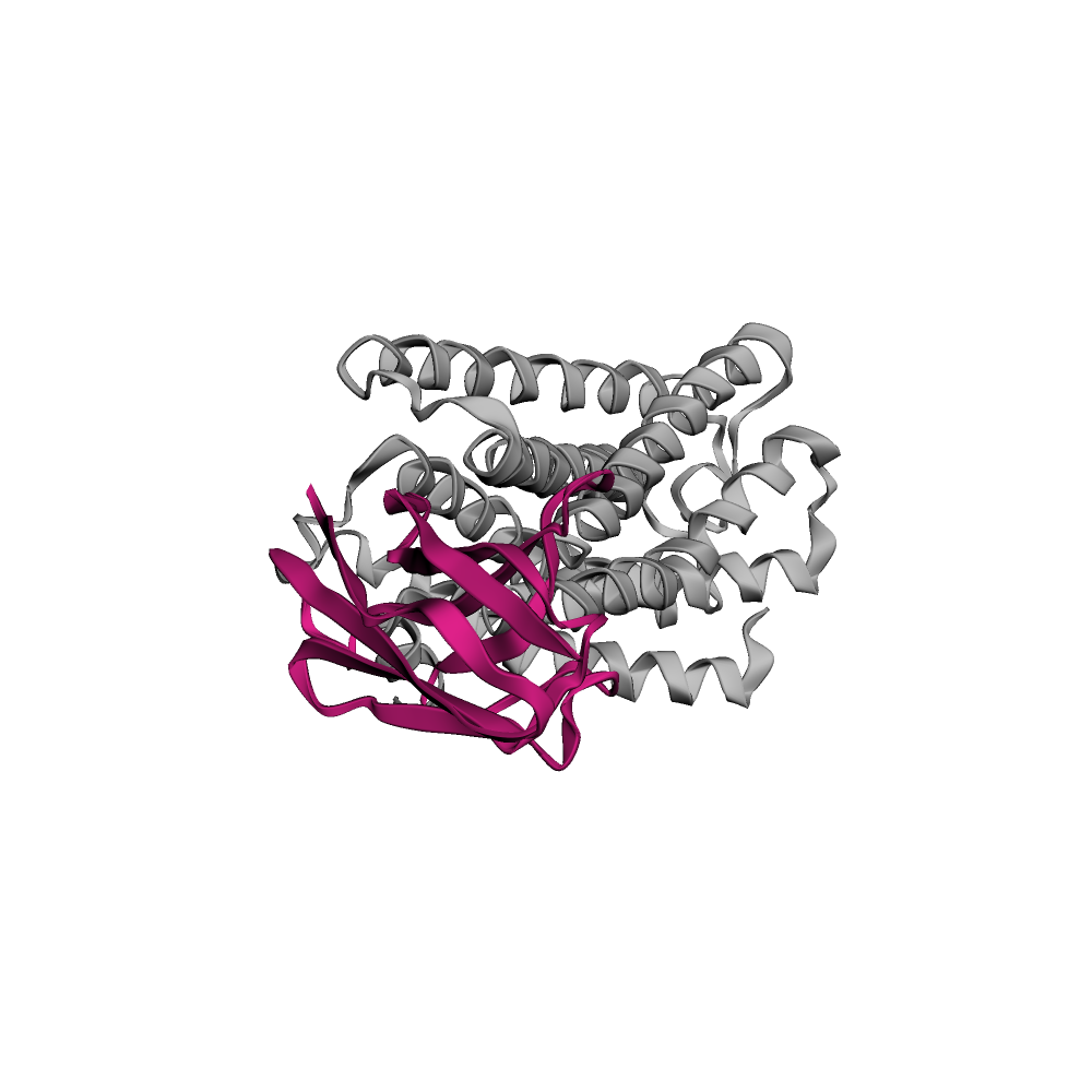 Designed Ig-fold binder (magenta) docked on the full GPR75 receptor (grey)
