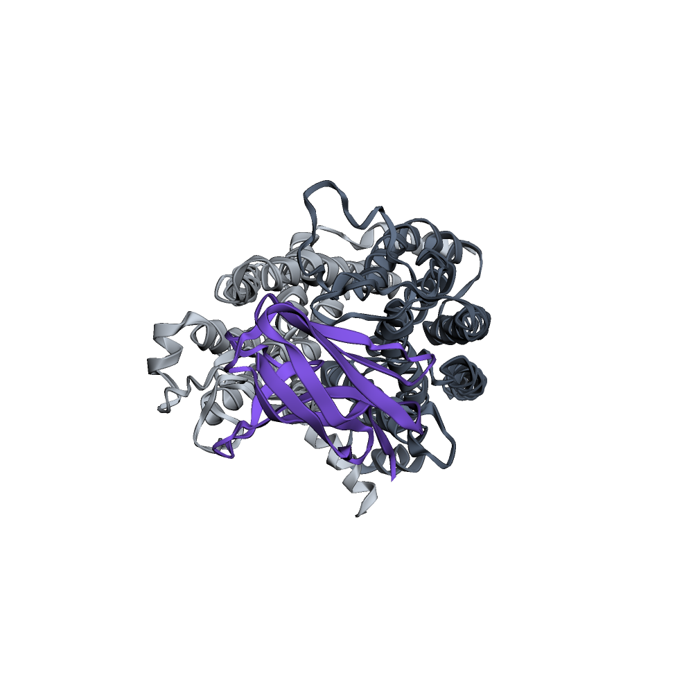 Designed Ig-fold binder (violet) on the full SLC15A4 transporter, with N-terminal (light) and C-terminal (dark) bundles