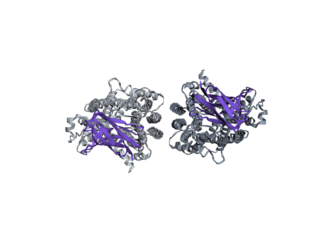 SLC15A4 dimer (two grey protomers) each carrying a violet Ig-fold binder on its distal face, with the dimer interface unobstructed