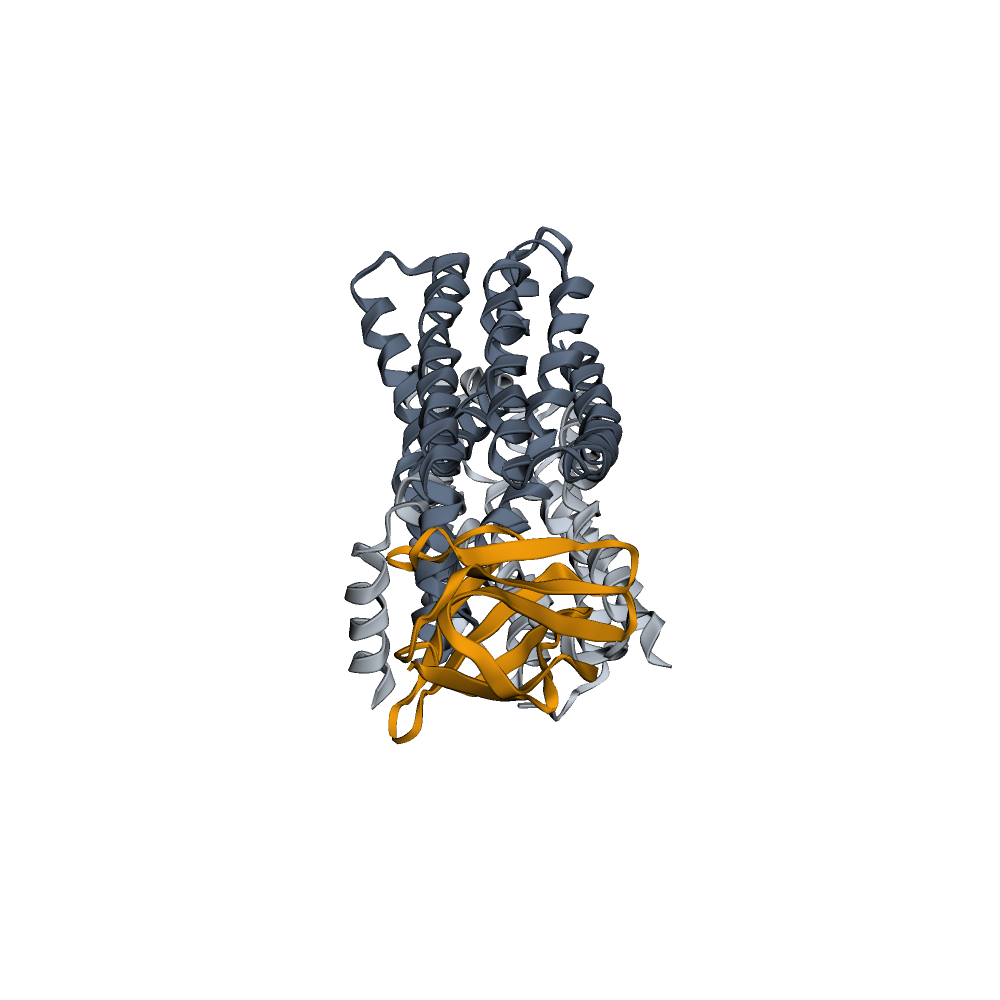 Designed beta-sheet binder (amber) on the full SPNS2 transporter, with N-terminal (light) and C-terminal (dark) bundles