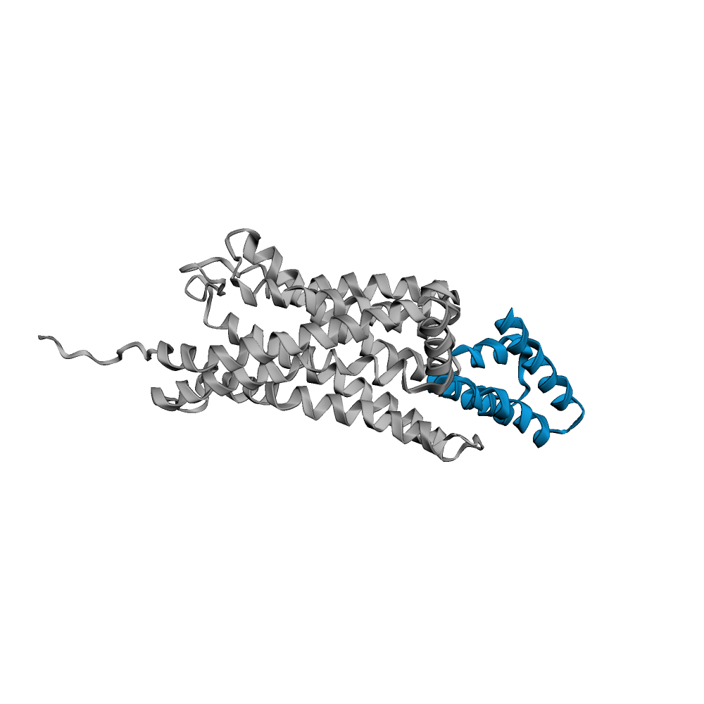 Designed helical mini-binder (blue) at the intracellular face of the full viral GPCR US28 (grey)