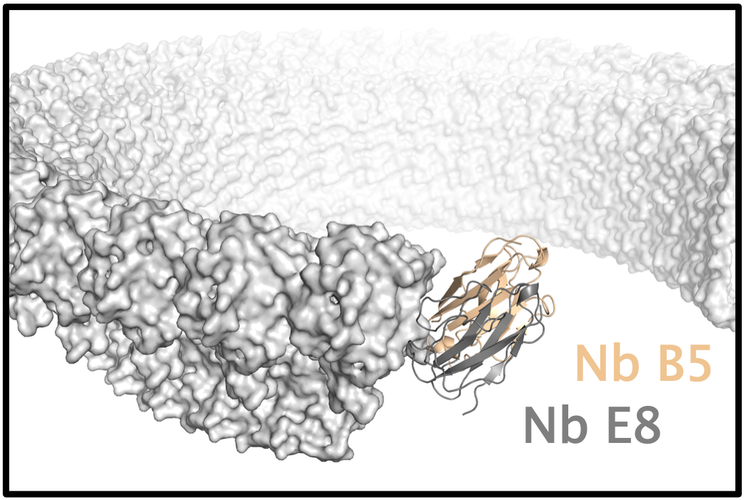 Two nanobodies, Nb B5 (orange) and Nb E8, bound to the gasdermin D membrane pore