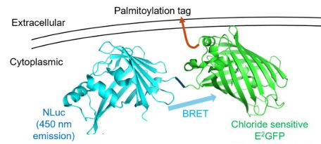 Schematic of the GloRider BRET chloride biosensor: NLuc and chloride-sensitive E²GFP tethered to the membrane via a palmitoylation tag, with NLuc donor energy transferred to E²GFP