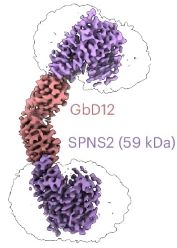 Cryo-EM density of two SPNS2 molecules (purple) bridged head-to-head by a gluebody dimer GbD12 (salmon)
