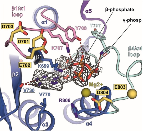 ATP bound in the KCC1 nucleotide-binding pocket with Mg2+ ions, with β- and γ-phosphate density
