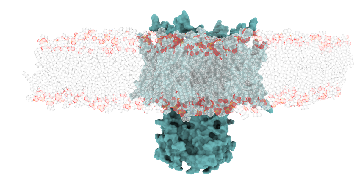 Kv3 channel embedded in a lipid bilayer