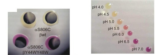 Acidification assay in Xenopus oocytes after 40 min, with a pH calibration ladder