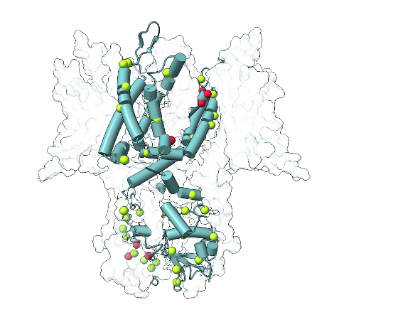 KCNC1 disease variants mapped onto the Kv3.1 channel structure