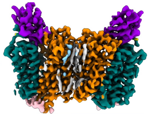 Cryo-EM density of the SLC15A4 dimer with two bound nanobodies (purple)