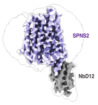 Cryo-EM density of human SPNS2 (purple) bound to nanobody NbD12 (grey)