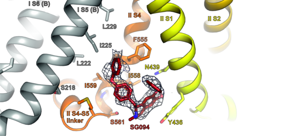 Zoom view of SG-094 antagonist bound in the TPC2 pore