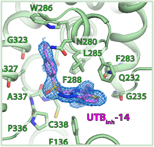 Cryo-EM density of inhibitor UT-Binh-14 bound in the central pore of human UT-B